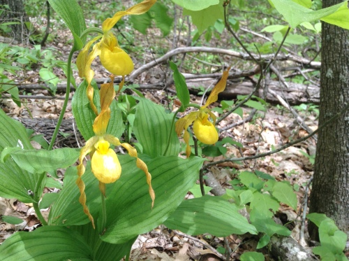 Yellow Ladies' Slippers, Appalachian Trail, 5/2015