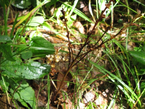 Beech drops, Epifagus virginiana, Orobanchaceae (Broomrape family)