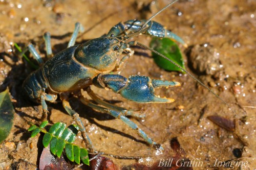 Upload Burrowing Crayfish, Cambarus dubius