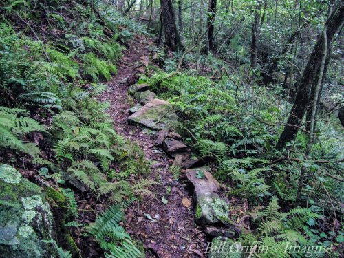 Forest Bathing Trail, Grassy Creek off Mountains-to-Sea Trail