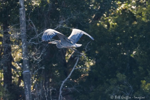 Theodore Roosevelt Nature Trail, Bogue Banks, NC -- and Great Blue, Ardea herodias